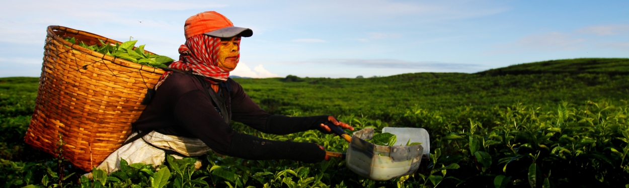 Indonesia banner image