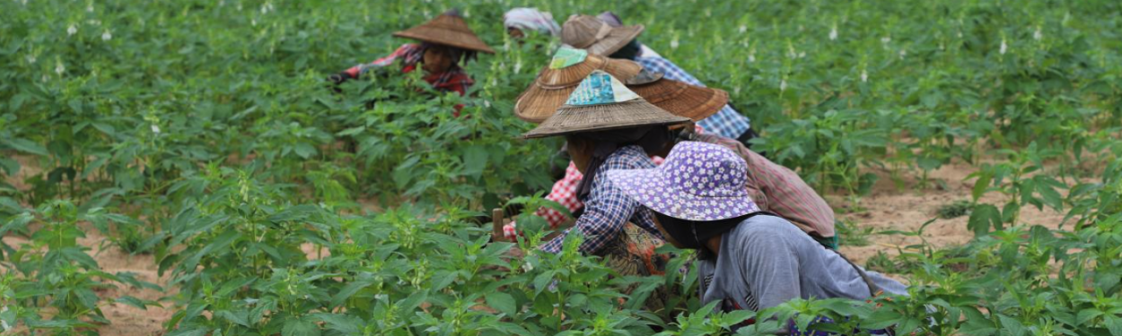 Myanmar banner image